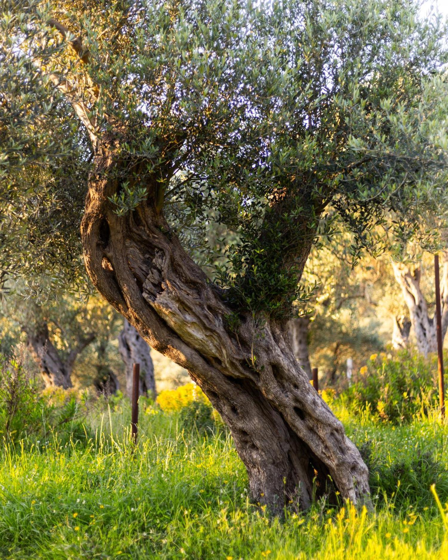 Hotel Mashtra - The Olive House Ulcinj Esterno foto